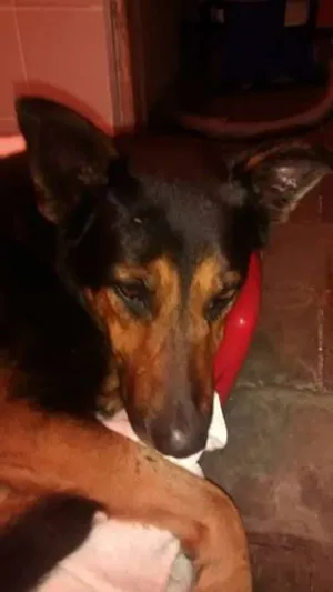 Cachorro raça mix de Pastor idade 1 ano nome Duke 