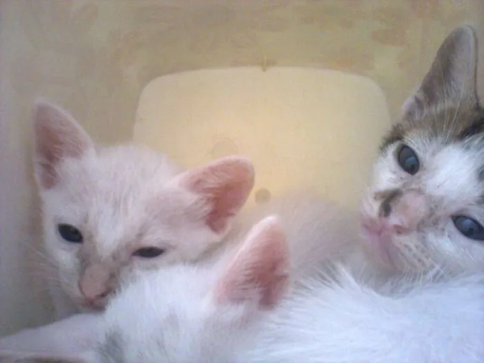 Gato ra a Raças misturadas idade 2 a 6 meses nome Ainda sem nome