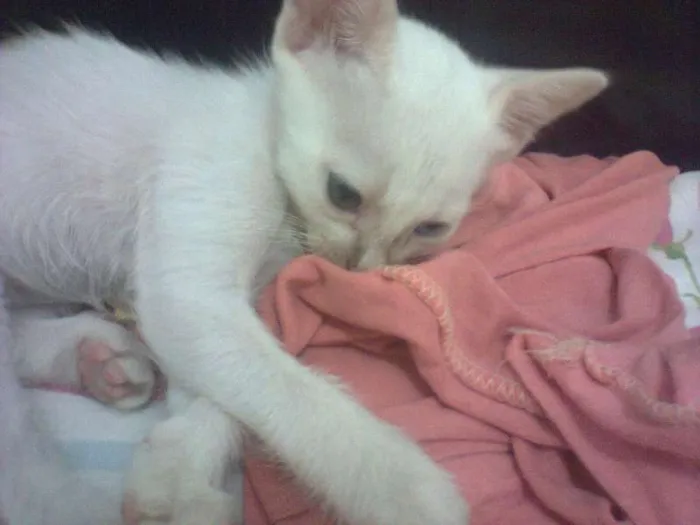 Gato ra a Raças misturadas idade 2 a 6 meses nome Ainda sem nome