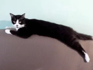 Gato raça SRD idade 3 anos nome Max