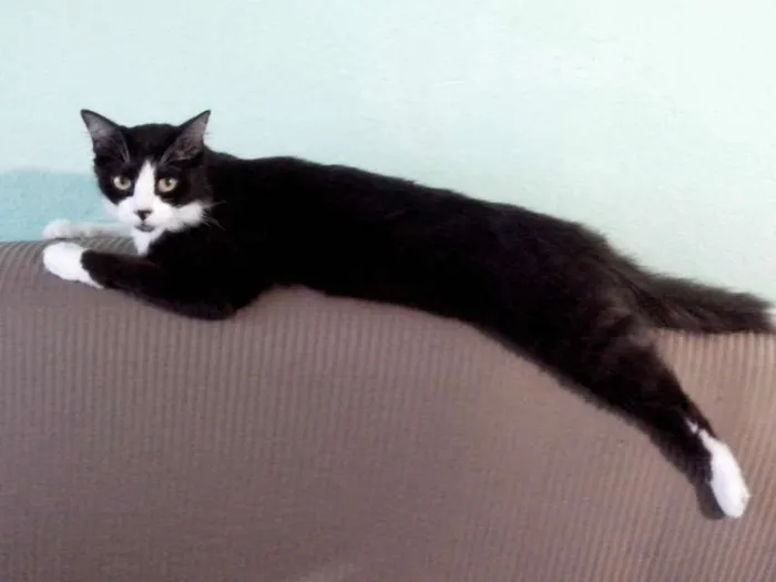 Gato ra a SRD idade 3 anos nome Max