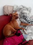 Cachorro raça SRD idade 2 anos nome Dean