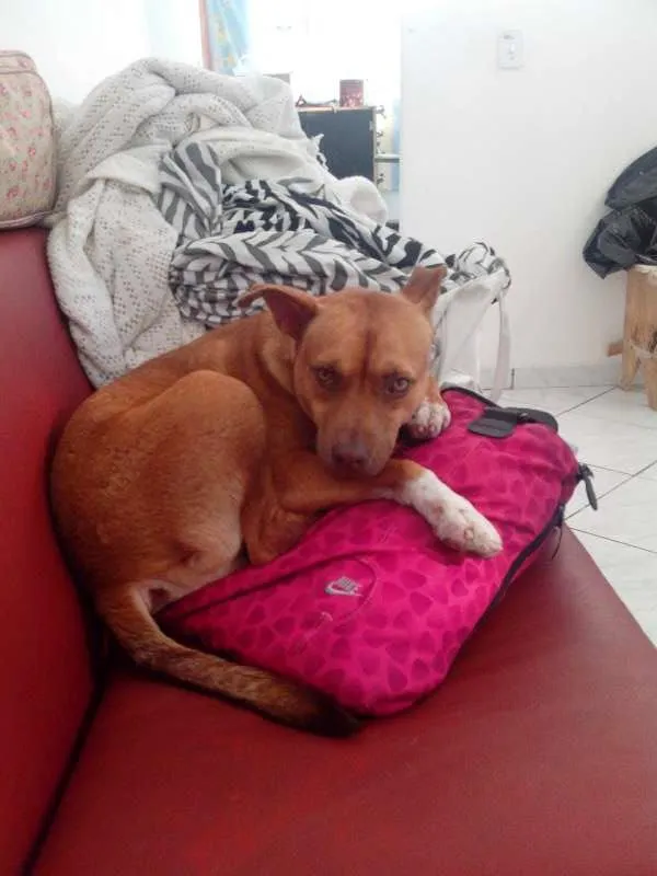 Cachorro raça SRD idade 2 anos nome Dean