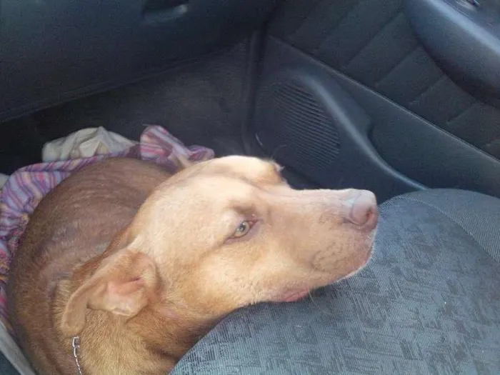 Cachorro raça SRD idade 2 anos nome Dean