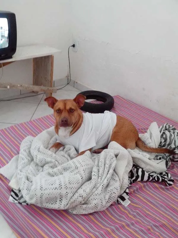 Cachorro raça SRD idade 2 anos nome Dean