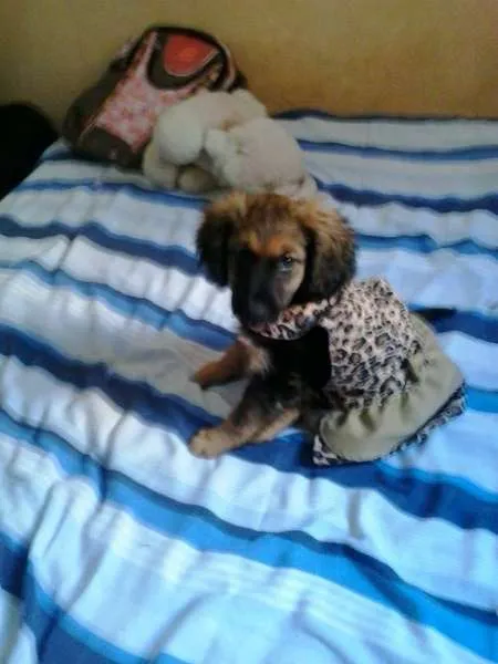 Cachorro ra a não tem  idade 2 a 6 meses nome não tem 