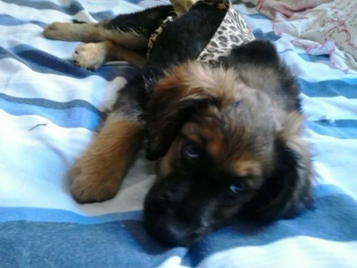 Cachorro ra a não tem  idade 2 a 6 meses nome não tem 
