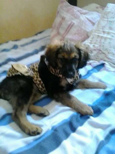 Cachorro ra a não tem  idade 2 a 6 meses nome não tem 
