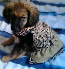 Cachorro raça não tem  idade 2 a 6 meses nome não tem 