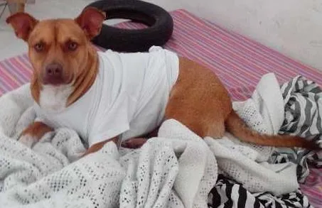 Cachorro raça SRD idade 2 anos nome Dean