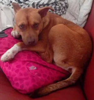 Cachorro raça SRD idade 2 anos nome Dean