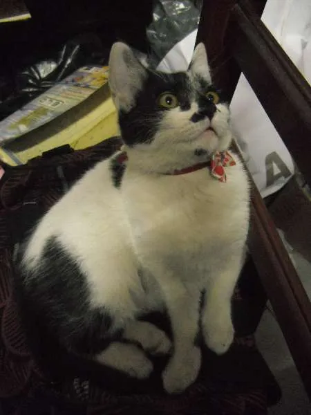 Gato ra a  idade 2 a 6 meses nome Tibi