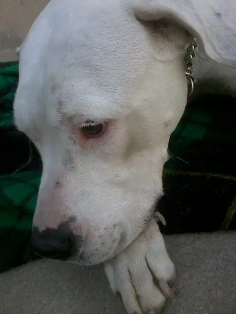 Cachorro ra a DOG ARGENTINO idade 6 ou mais anos nome LAILA