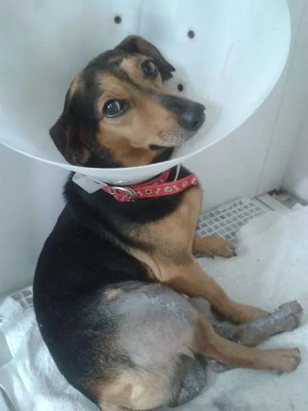 Cachorro ra a SRD idade 3 anos nome Perninha