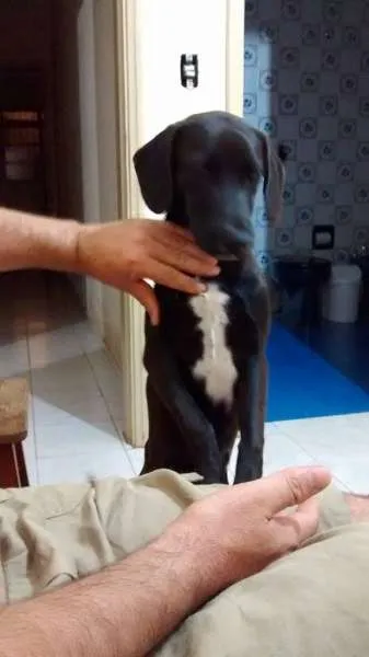 Cachorro ra a vira lata idade 7 a 11 meses nome Romarinho GRATIFICA