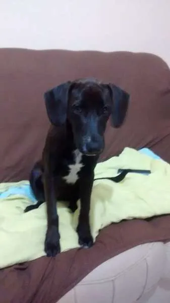 Cachorro ra a vira lata idade 7 a 11 meses nome Romarinho GRATIFICA