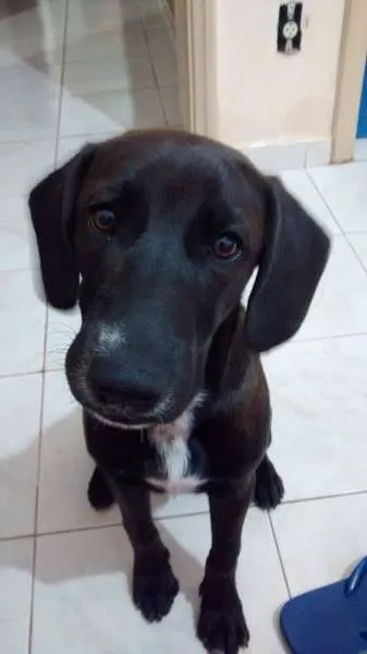 Cachorro ra a vira lata idade 7 a 11 meses nome Romarinho GRATIFICA