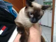 Tom