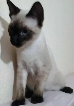 Cachorro raça Siamês idade 2 a 6 meses nome Jerry