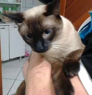 Gato raça ... idade 1 ano nome Tom