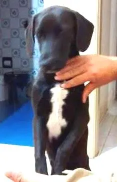 Cachorro raça vira lata idade 7 a 11 meses nome Romarinho GRATIFICA