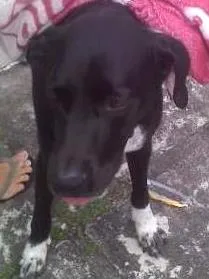 Cachorro raça mestiço labrador idade 3 anos nome Duque