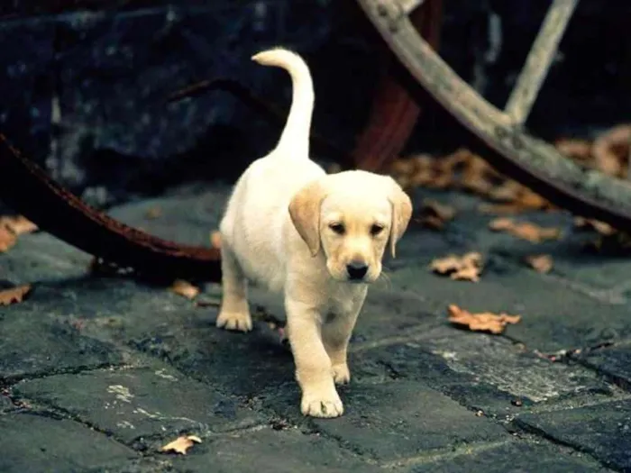 Cachorro ra a Labrador idade Abaixo de 2 meses nome marley