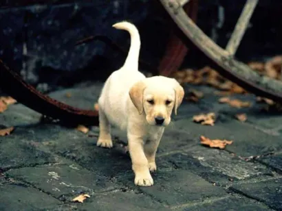 Cachorro raça Labrador idade Abaixo de 2 meses nome marley