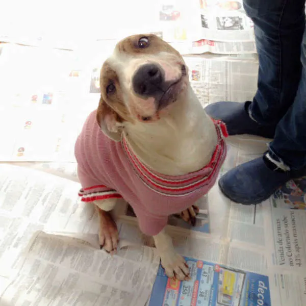 Cachorro ra a Mestiça de pit bull idade 7 a 11 meses nome Maia