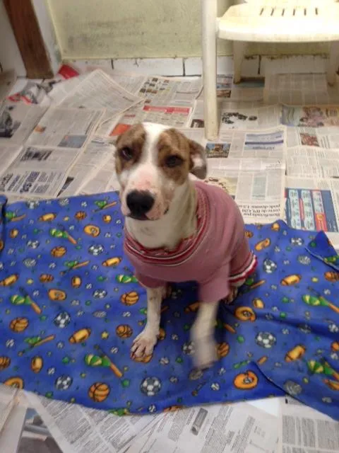 Cachorro ra a Mestiça de pit bull idade 7 a 11 meses nome Maia