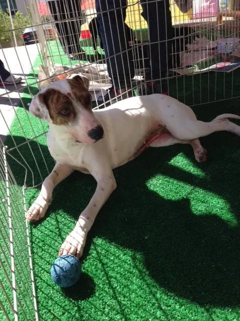 Cachorro ra a Mestiça de pit bull idade 7 a 11 meses nome Maia