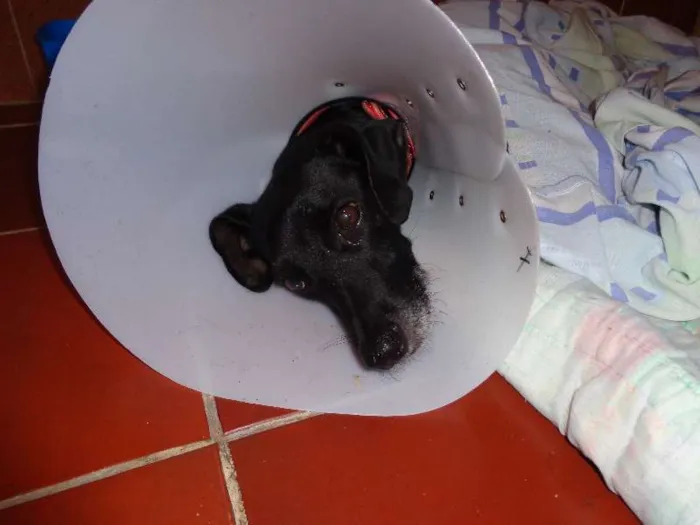 Cachorro raça vira latas idade 4 anos nome totò
