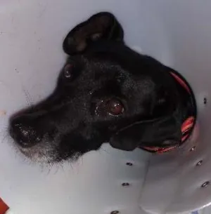 Cachorro raça vira latas idade 4 anos nome totò