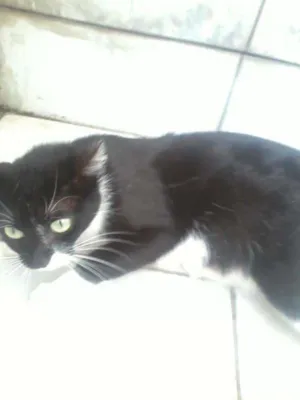 Gato raça  idade 3 anos nome ESMERALDA