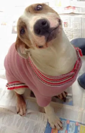 Cachorro raça Mestiça de pit bull idade 7 a 11 meses nome Maia