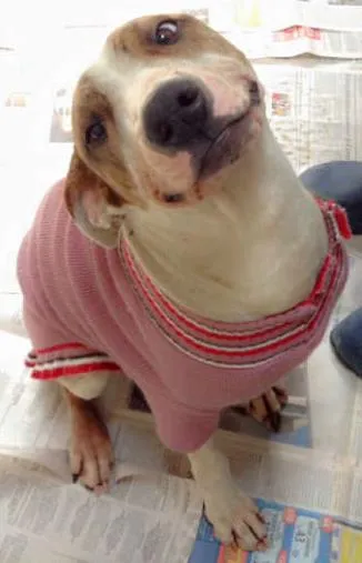 Cachorro ra a Mestiça de pit bull idade 7 a 11 meses nome Maia