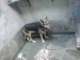 Preta