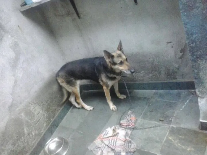 Cachorro raça Vira lata idade 6 ou mais anos nome Preta