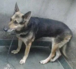 Cachorro raça Vira lata idade 6 ou mais anos nome Preta