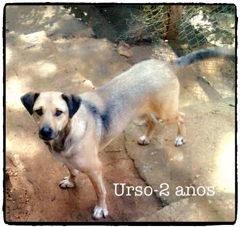 Cachorro ra a SRD idade 2 anos nome Urso
