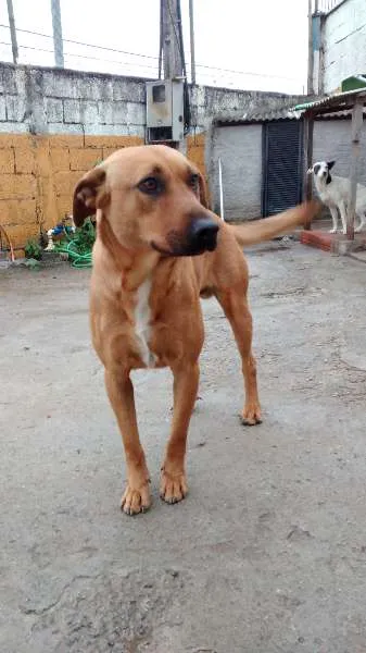 Cachorro ra a SRD idade 2 anos nome Zeus