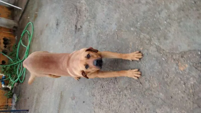 Cachorro ra a SRD idade 2 anos nome Zeus