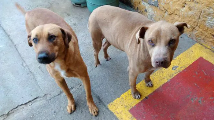 Cachorro ra a SRD idade 2 anos nome Zeus