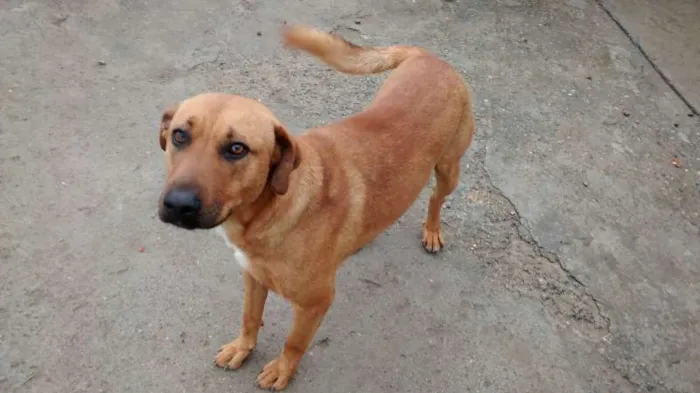 Cachorro ra a SRD idade 2 anos nome Zeus