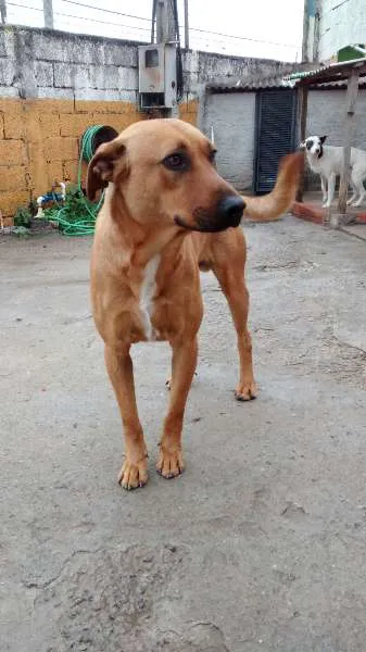 Cachorro ra a SRD idade 2 anos nome Zeus
