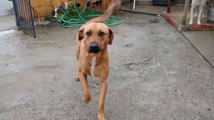 Cachorro ra a SRD idade 2 anos nome Zeus