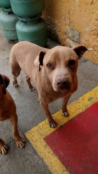 Cachorro ra a Pitbull idade 5 anos nome Lion