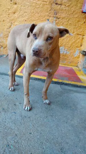 Cachorro ra a Pitbull idade 5 anos nome Lion