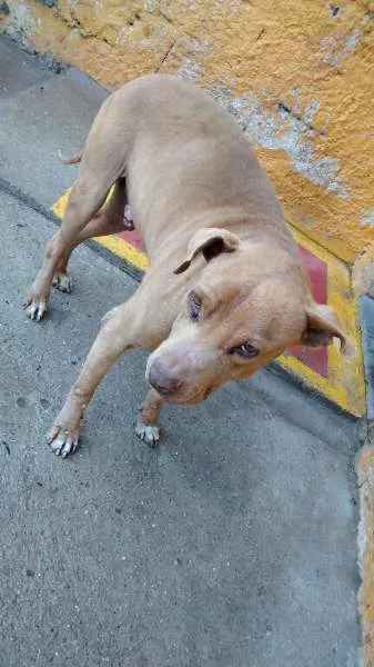 Cachorro ra a Pitbull idade 5 anos nome Lion