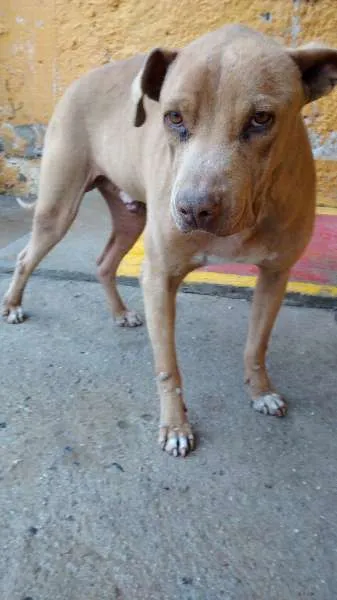 Cachorro ra a Pitbull idade 5 anos nome Lion